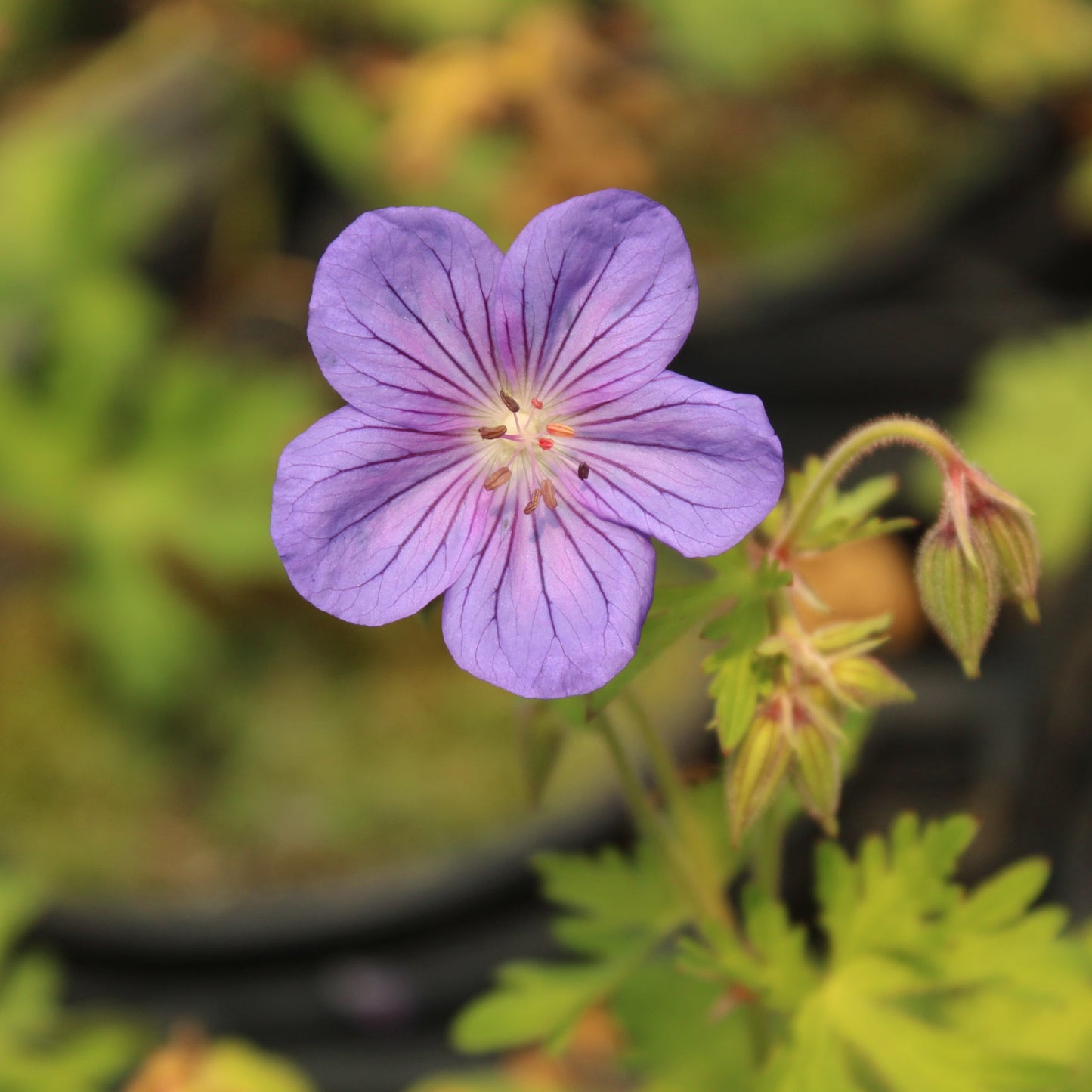 Geranium criss canning 