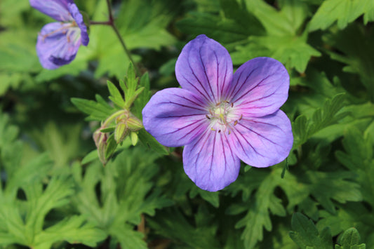 Geranium criss canning 2
