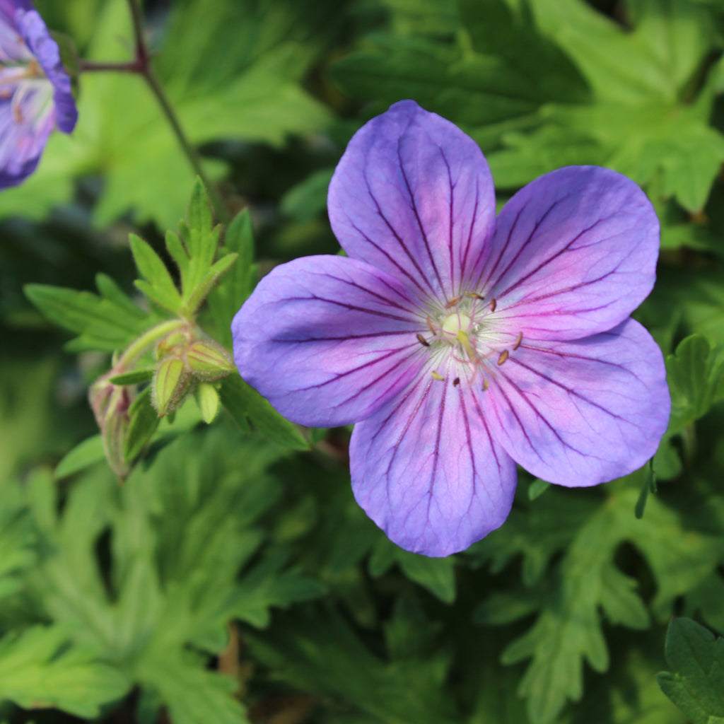 Geranium criss canning Image
