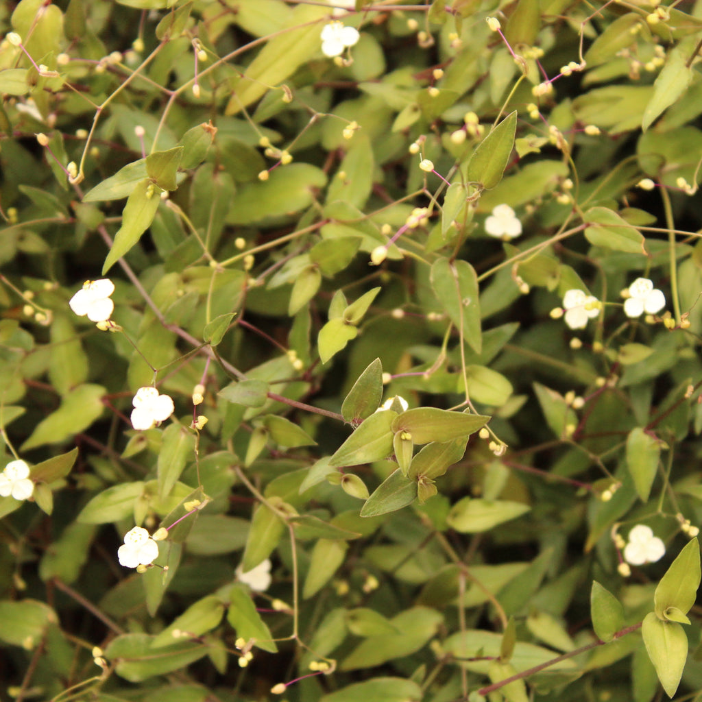 Gibasis geniculata Image