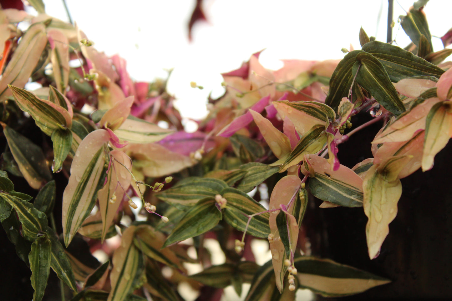 Gibasis geniculata 'Tricolour'