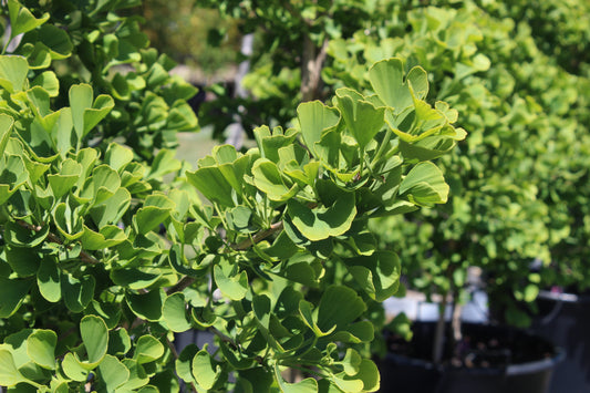 Ginkgo biloba Jade Butterflies