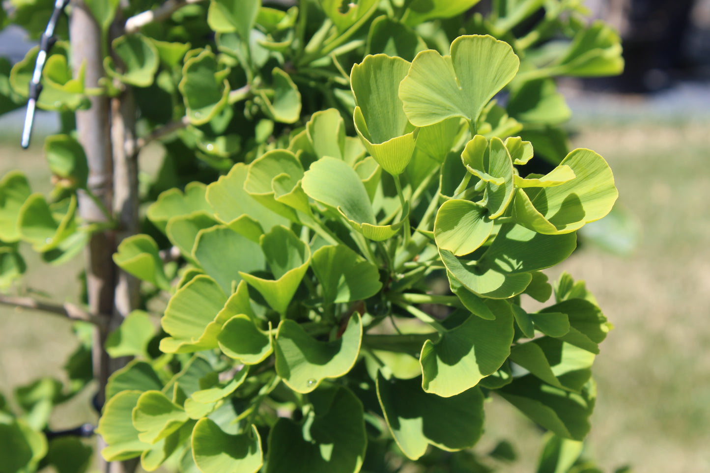 Ginkgo biloba Jade Butterflies 2