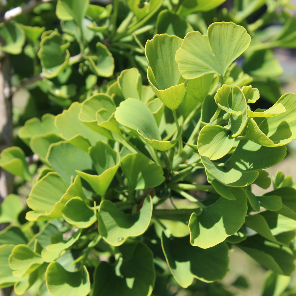 Ginkgo biloba Jade Butterflies Image