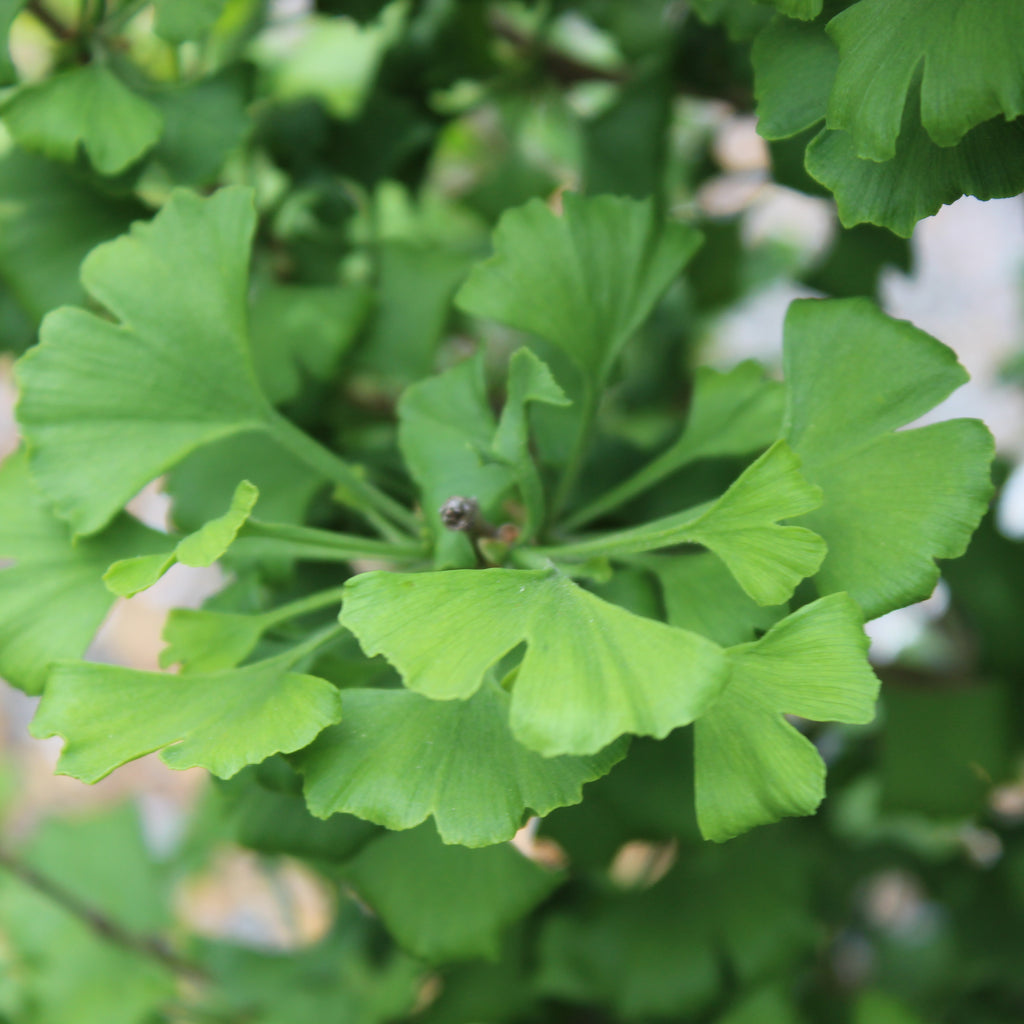Ginkgo biloba Ming Princess Image