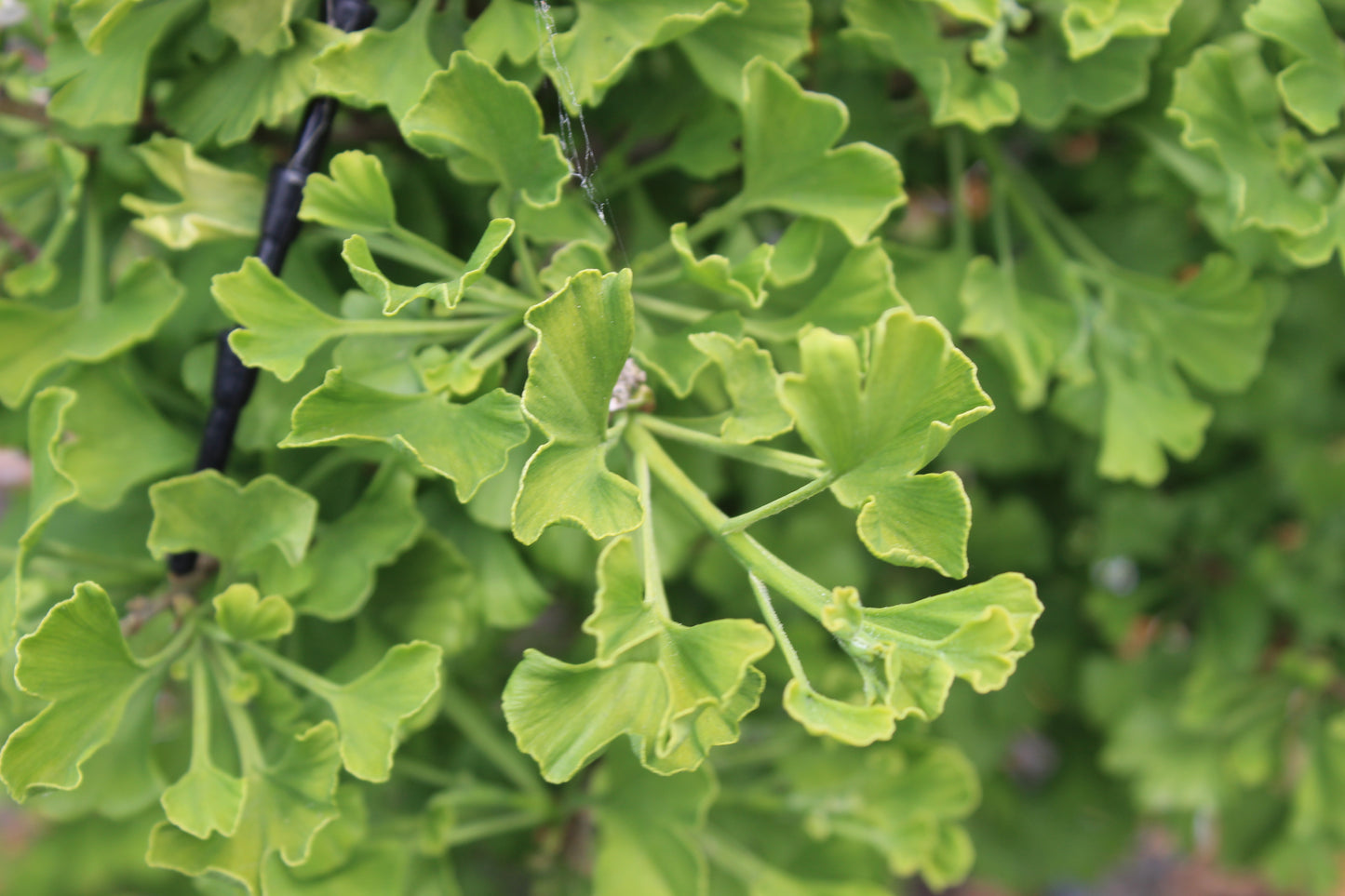 Ginkgo biloba Ming Princess 2