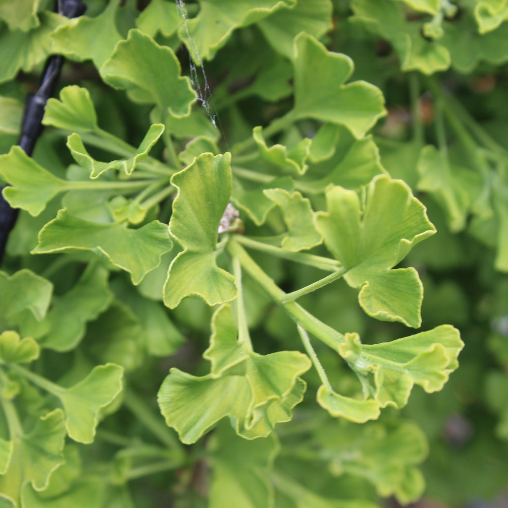 Ginkgo biloba Ming Princess Image