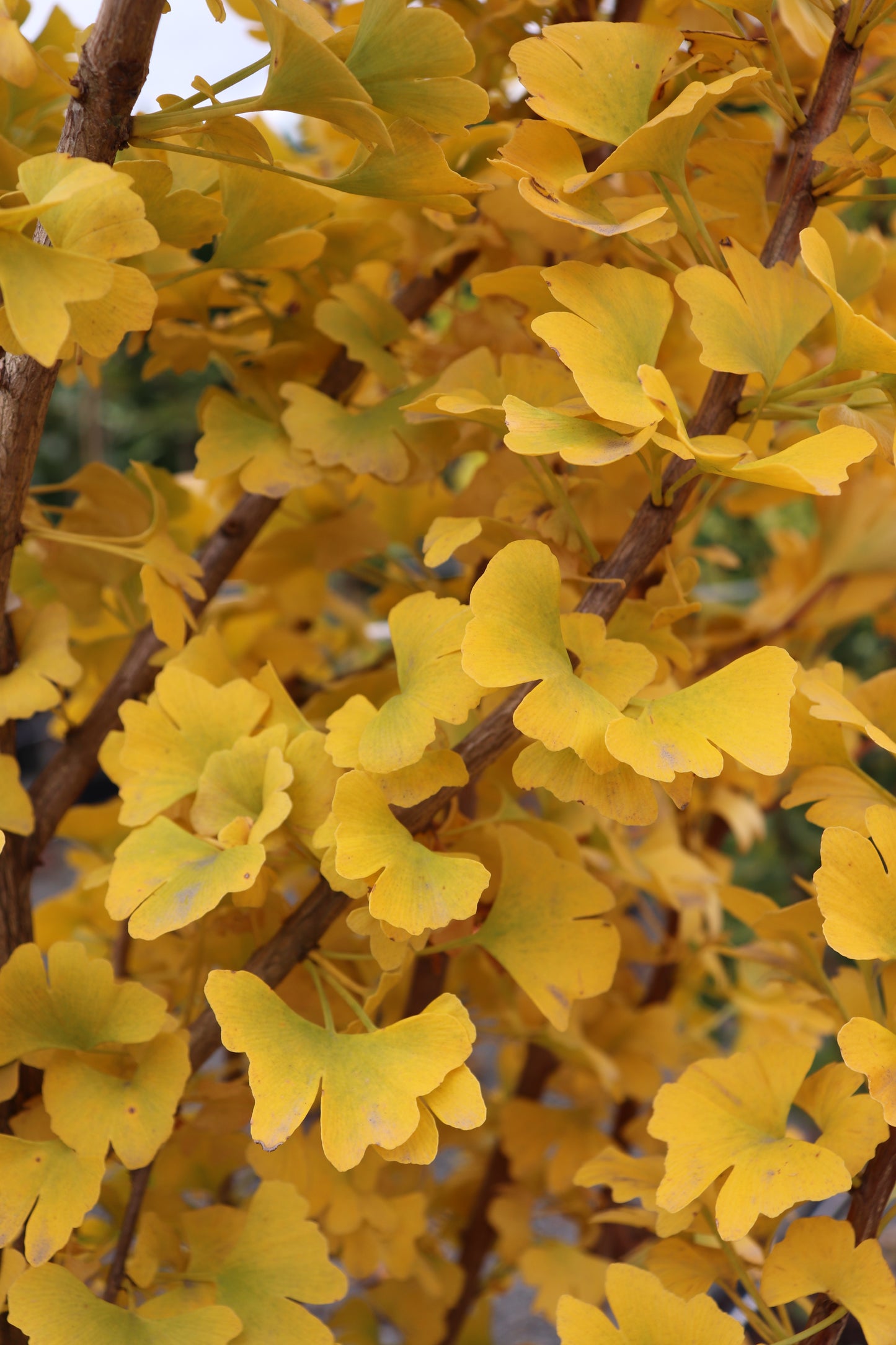 Ginkgo fastigiata autumn