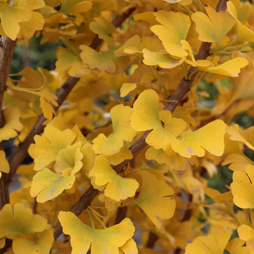 Ginkgo fastigiata Image