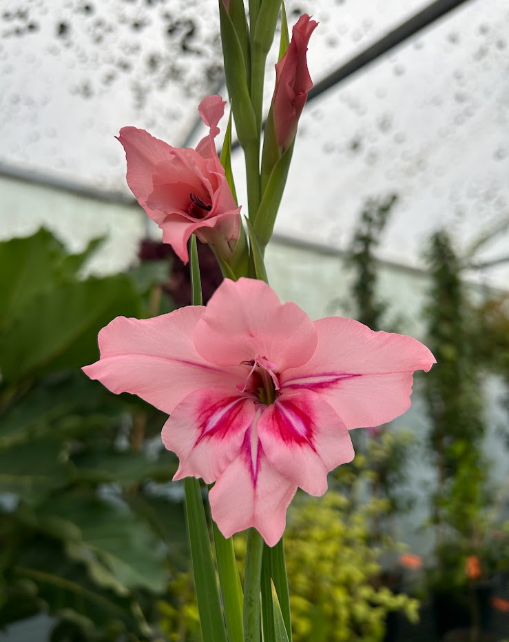 Gladioli nanus Prins Claus Image