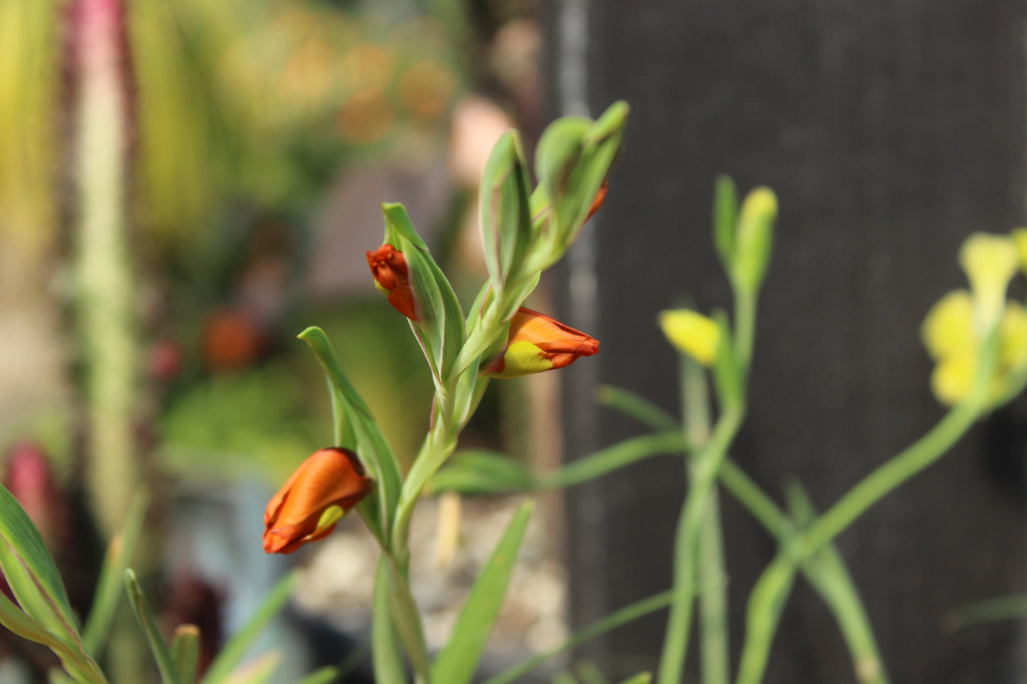 Gladiolus alatus