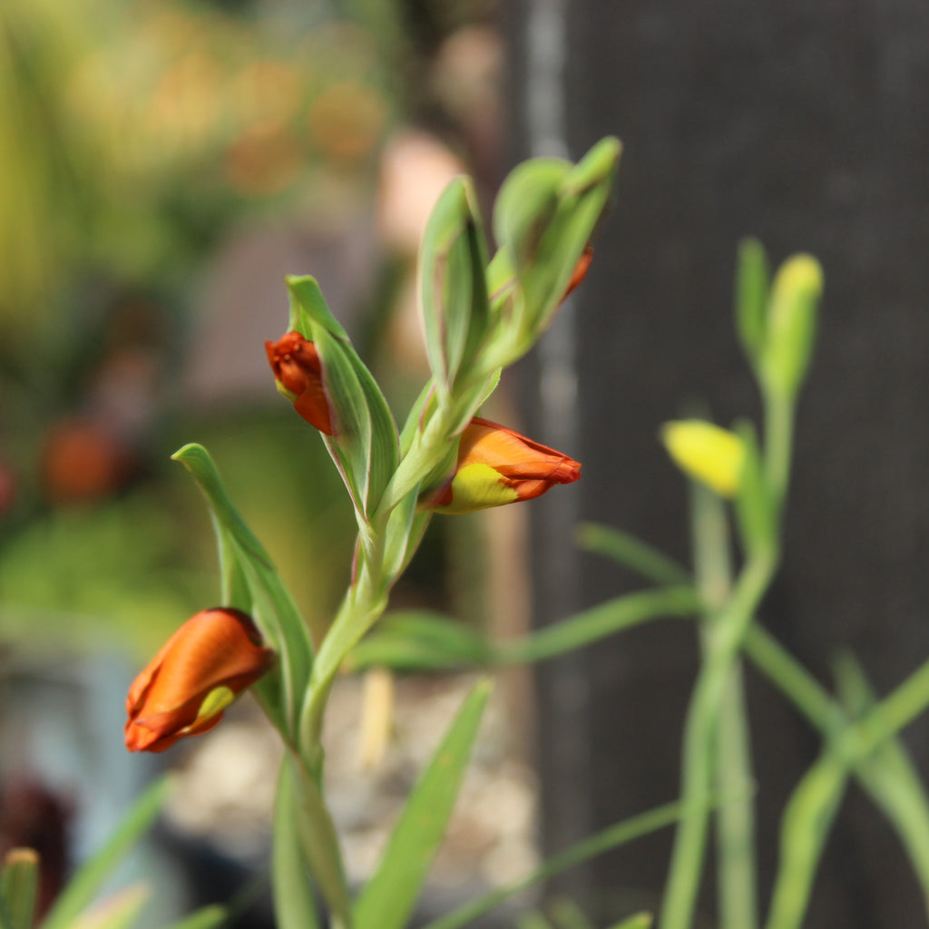 Gladiolus alatus Image