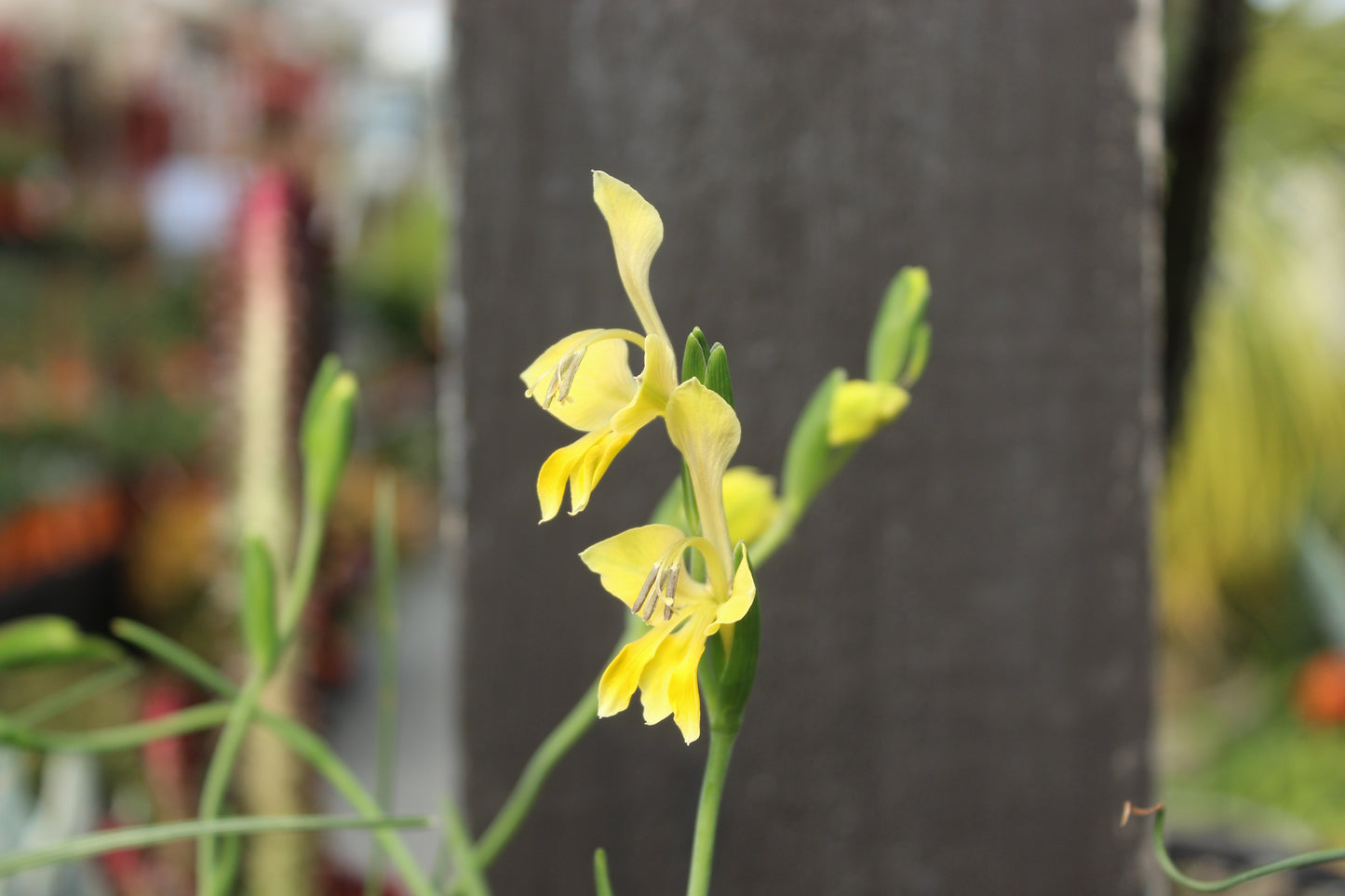 Gladiolus virescens