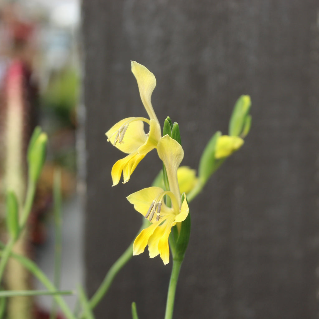 Gladiolus virescens Image