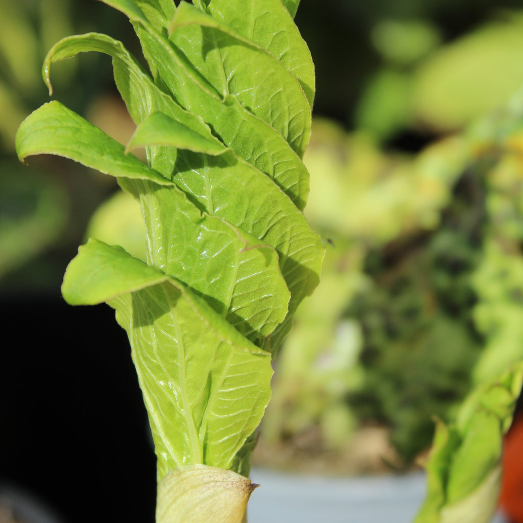 Gorgonidium vermicidum Image