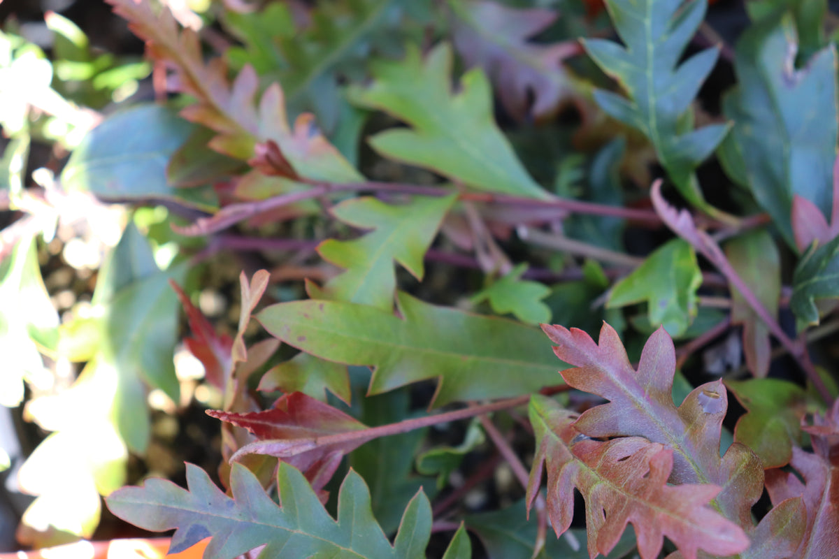 Grevillea Aussie Crawl