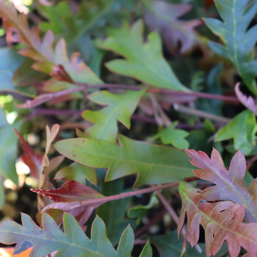 Grevillea Aussie Crawl Image