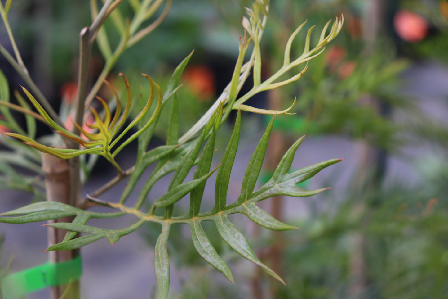 Grevillea Peaches n Cream