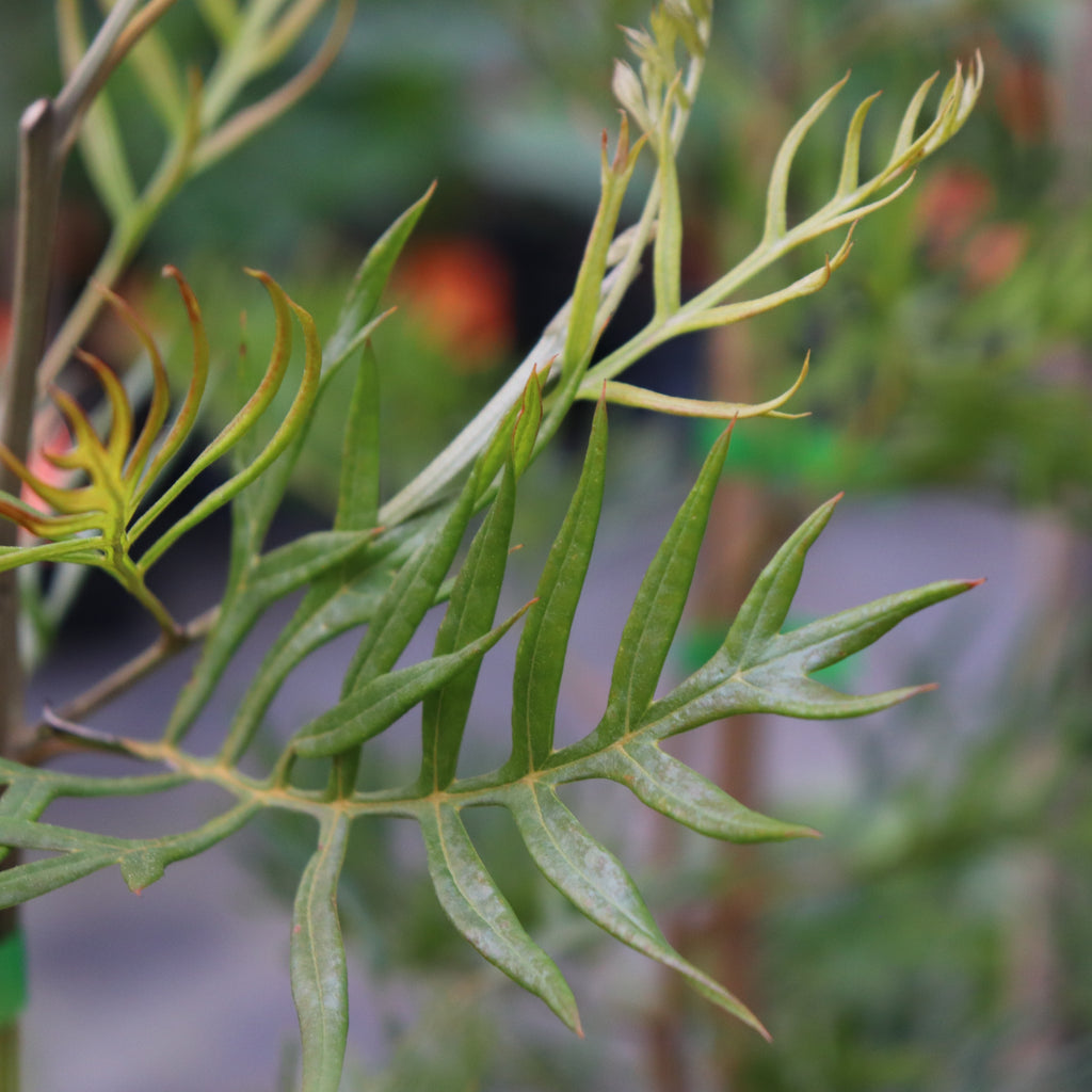Grevillea Peaches n Cream Image
