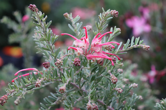 Grevillea Winter Delight