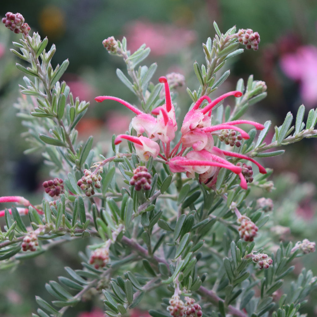 Grevillea Winter Delight Image