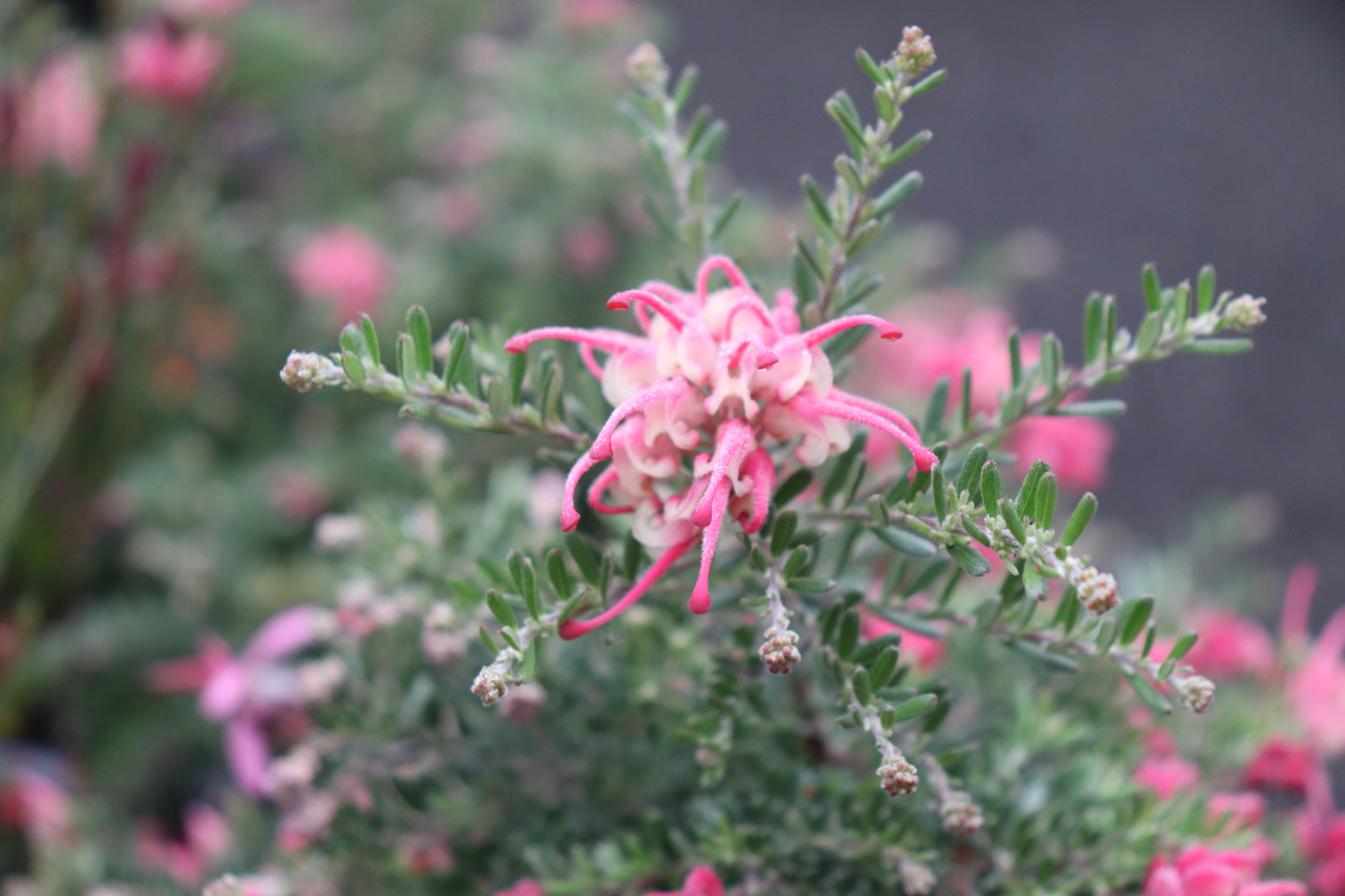 Grevillea Winter Delight 2