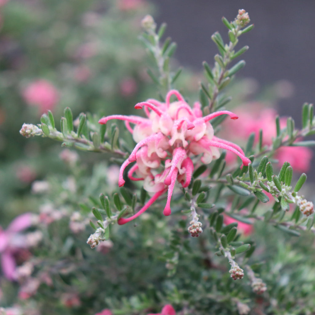 Grevillea Winter Delight Image