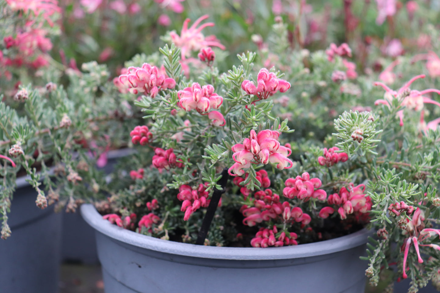 Grevillea Winter Delight 3