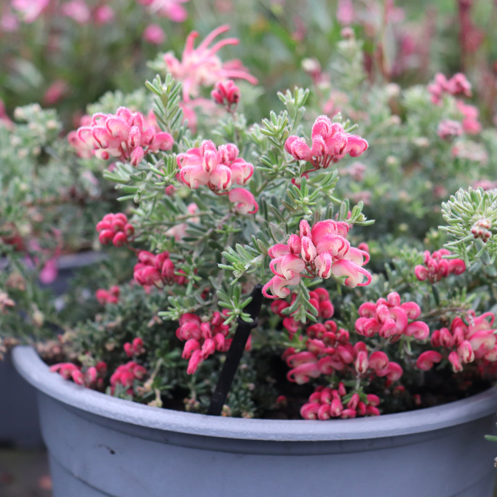 Grevillea Winter Delight Image