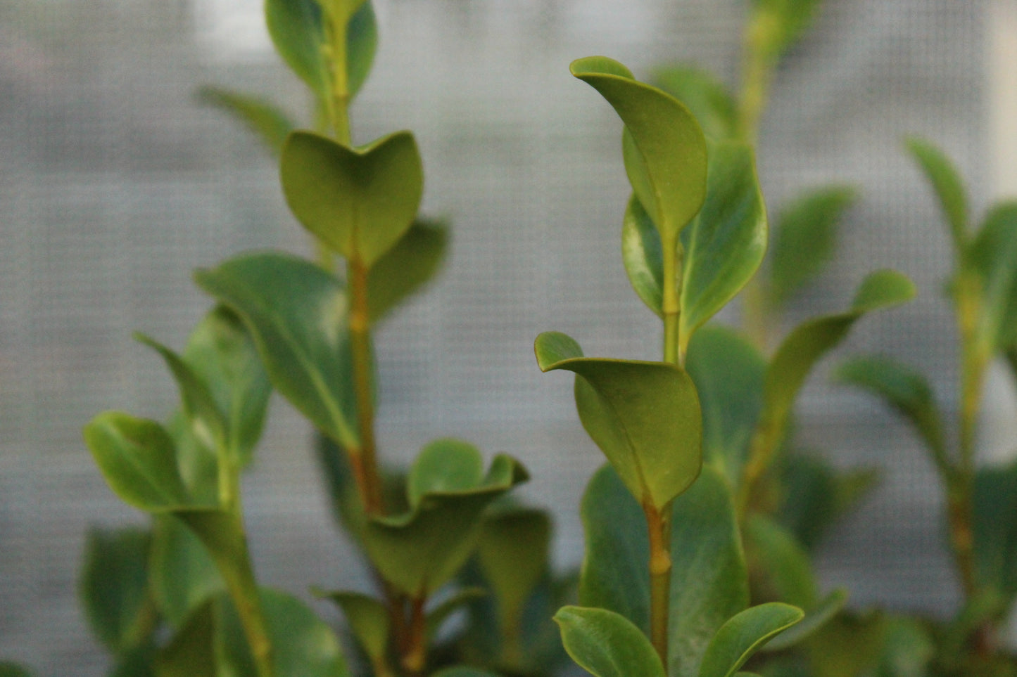 Griselinia l. Canterbury