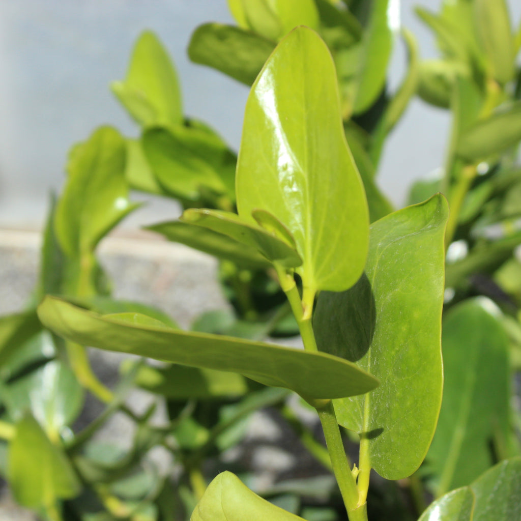Griselinia lucida Image