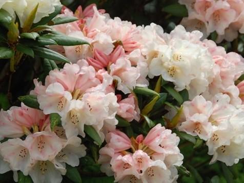 Rhododendron Grumpy
