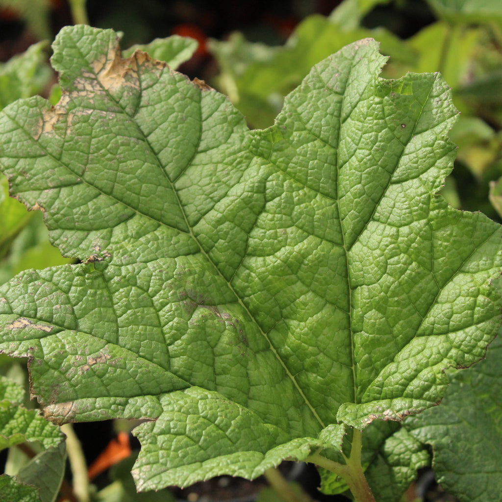 Gunnera manicata Image