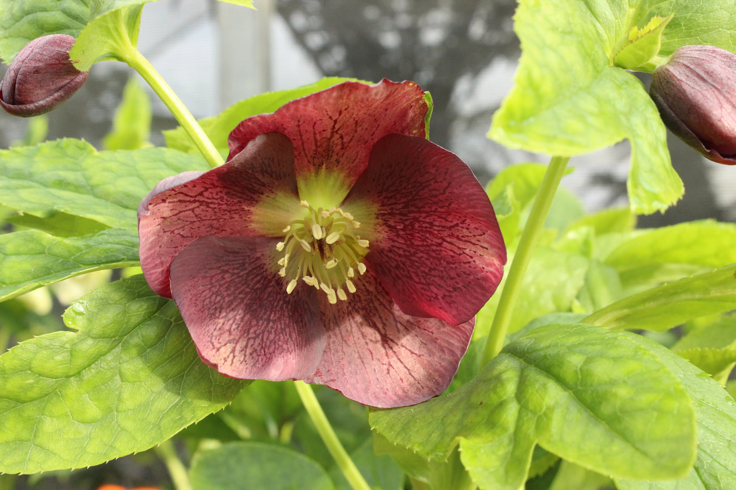 Helleborus Texture Hybrids