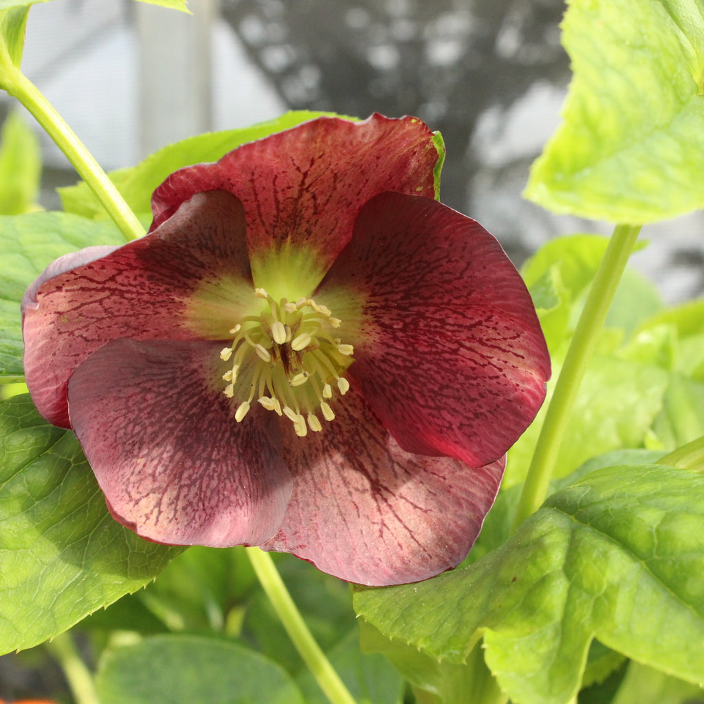 Helleborus Texture Hybrids Image