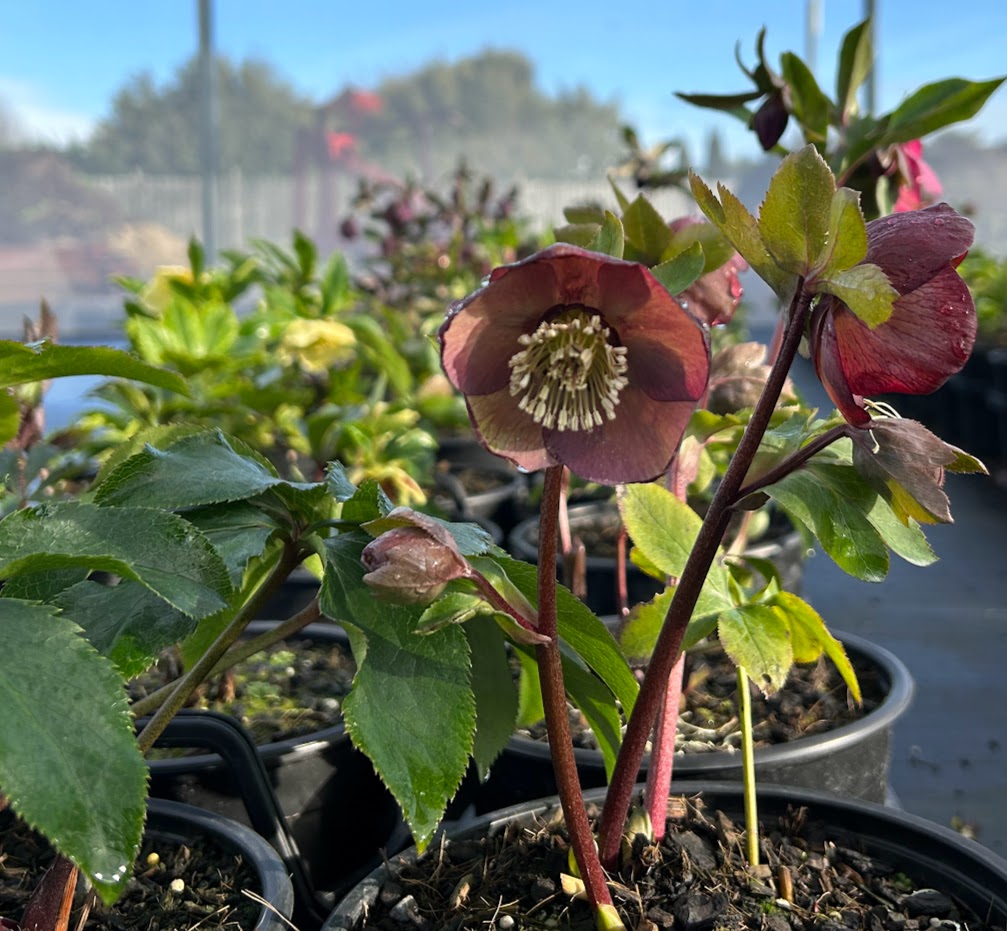 Helleborus Texture Hybrids Image