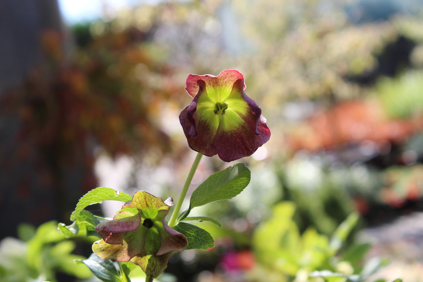 Helleborus Texture Hybrids