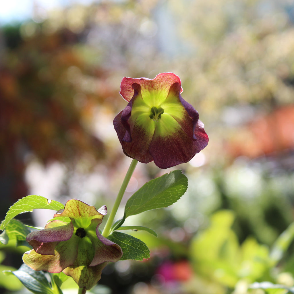 Helleborus Texture Hybrids Image
