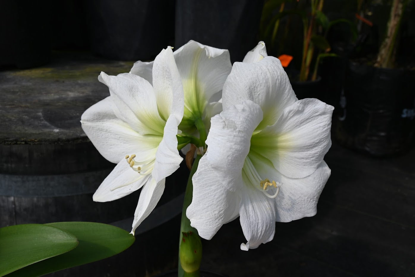 Hippeastrum hybrids