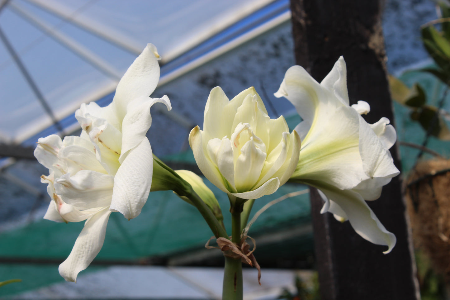 Hippeastrum hybrids