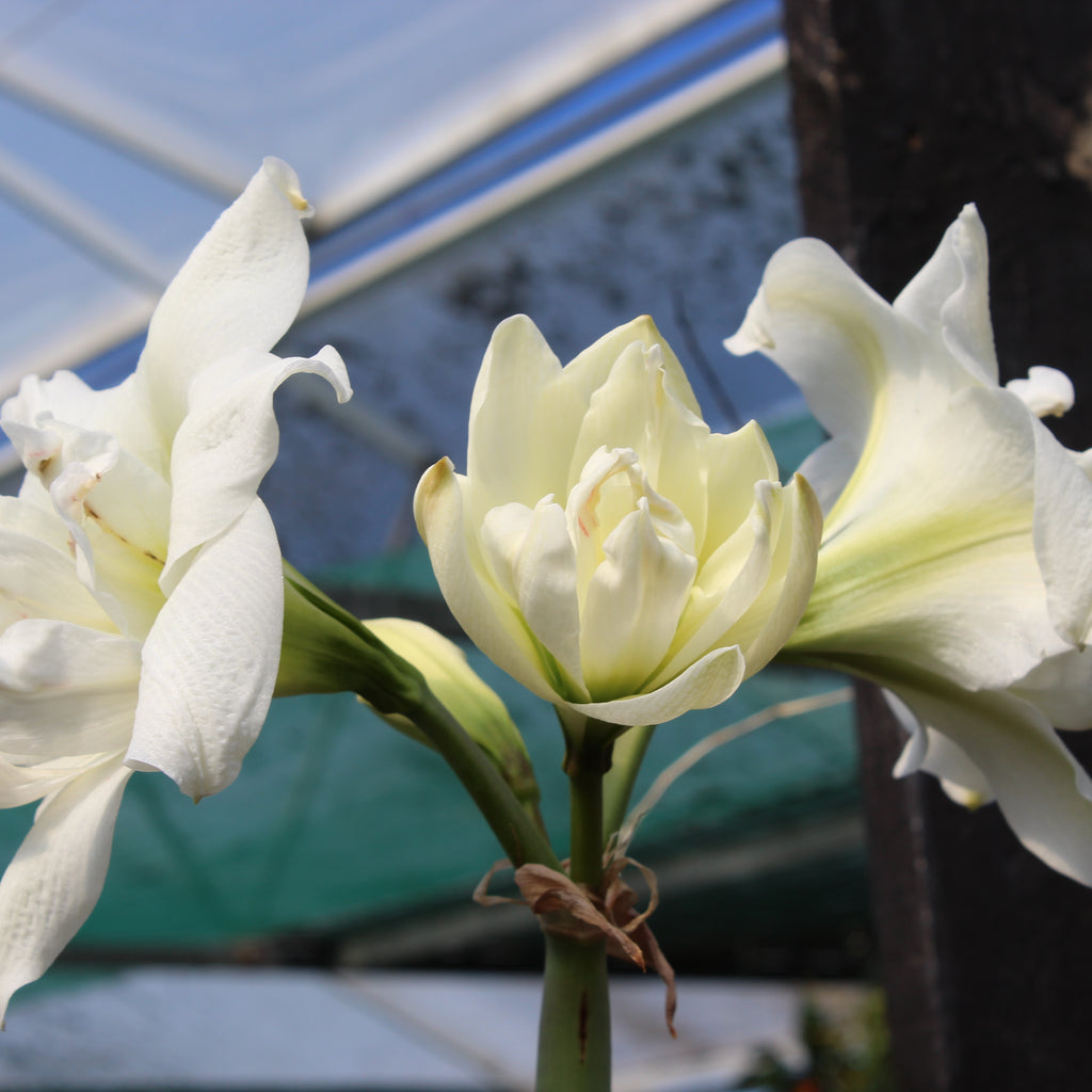 Hippeastrum hybrids Image
