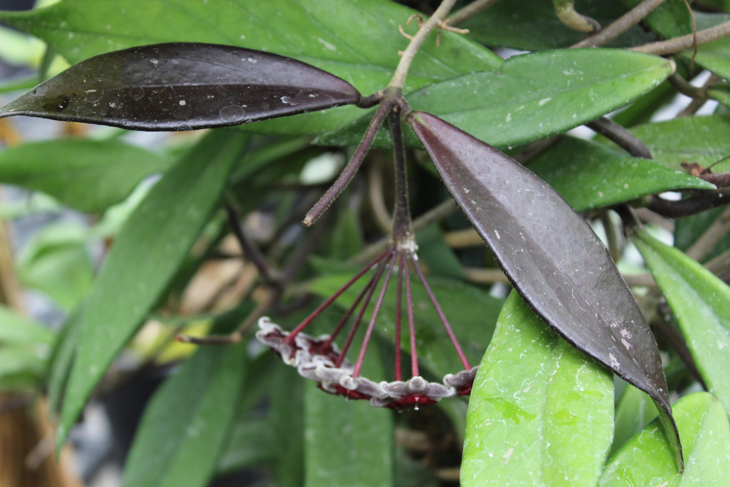 Hoya pubicalyx