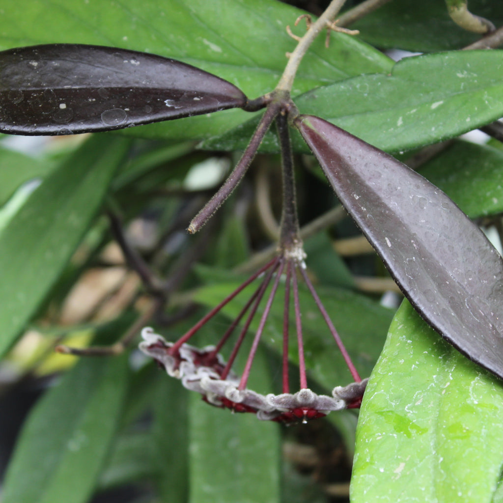 Hoya pubicalyx Image