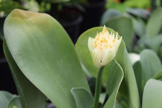 Haemanthus albiflos