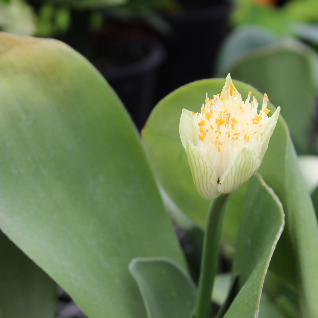 Haemanthus albiflos Image