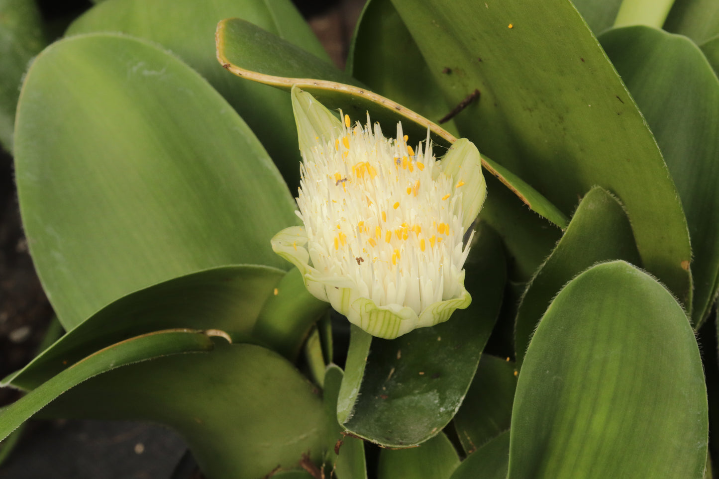 Haemanthus albiflos 2