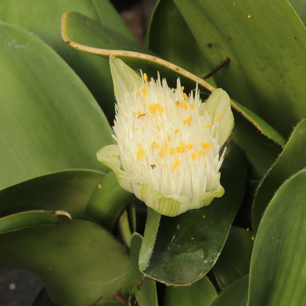 Haemanthus albiflos Image