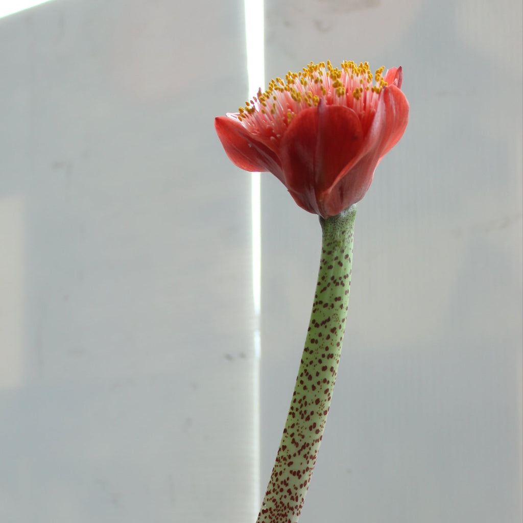 Haemanthus coccineus Image