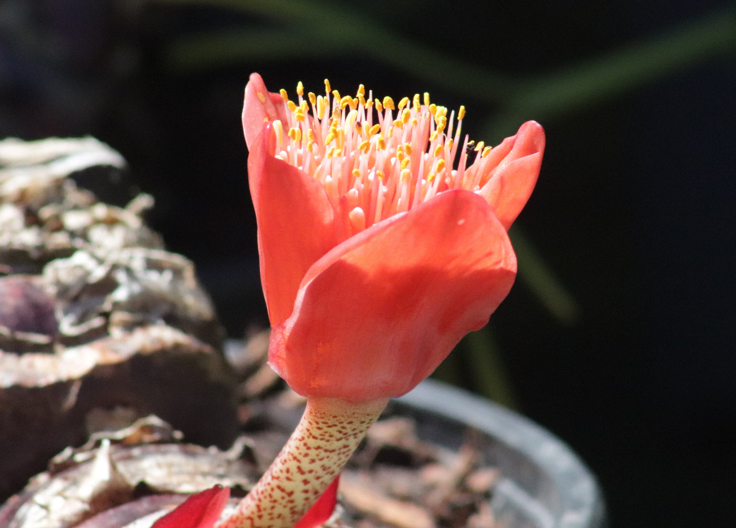 Haemanthus coccineus 2