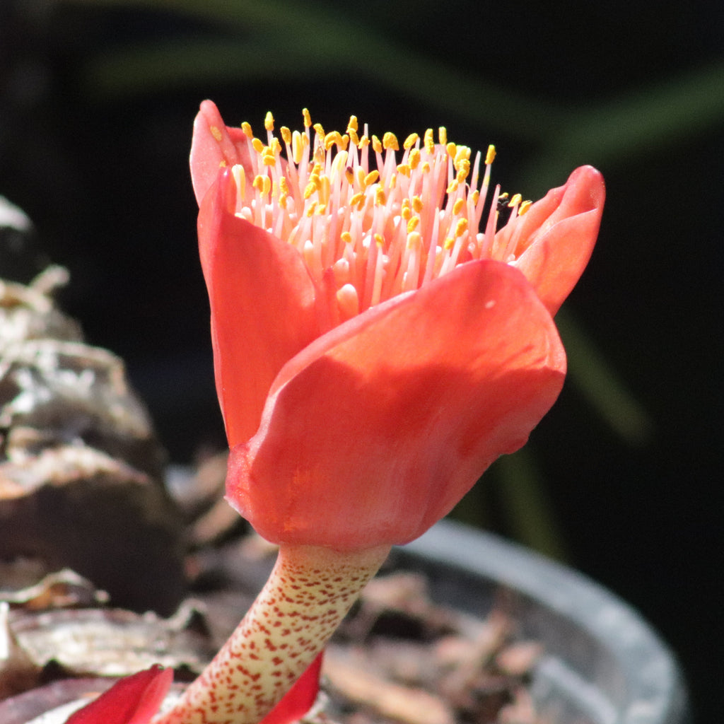 Haemanthus coccineus Image
